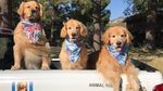 Foto: Walikota di Daerah Ini... Seekor Anjing