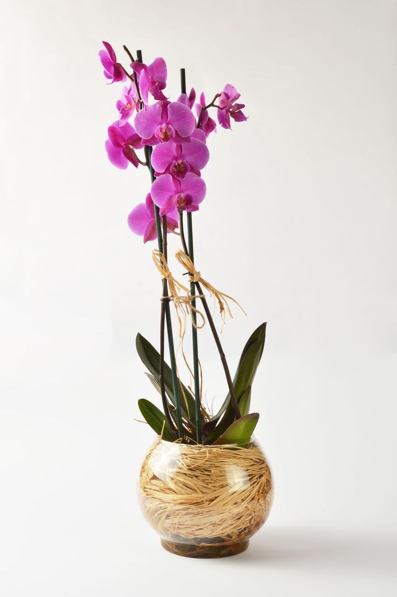 Pink orchid isolated on white background