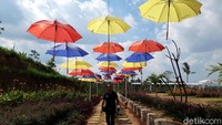 Dari lokasi embung tersebut, pengunjung juga bisa melihat indahnya taman bunga itu dari ketinggian. Selain taman bunga, di sini juga tersedia taman payung pada sisi kanan atau barat pintu masuk (Ragil Ajiyanto/detikcom)  