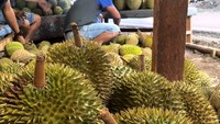 Mengintip media sosial pribadinya, wanita yang akan mewakili Indonesia di Miss Universe 2019 itu gemar makan buah. Salah satunya durian. Foto: Instagram frederikacull