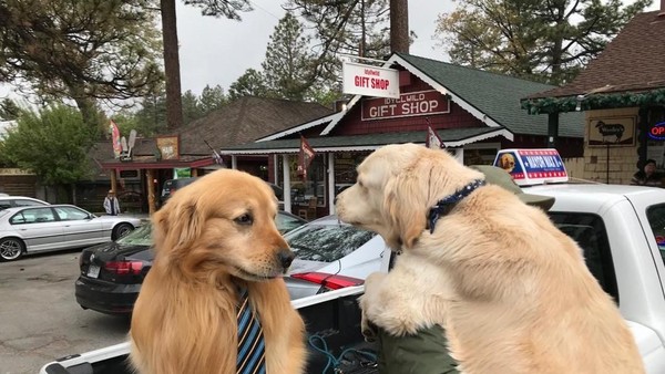 Foto: Walikota di Daerah Ini... Seekor Anjing