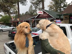 Guk guk! Anjing Jadi Walikota di Amerika