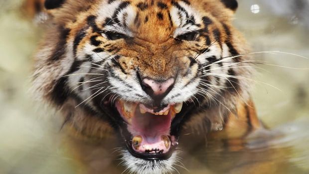 A Bengal tiger reacts while cooling off in a pond inside a cage during a hot summer day at Alipore Zoological Garden in Kolkata on June 20, 2018. - The Bengal tiger was recovered injured from the Sundarbans area bordering Bangladesh and has since lost some of its teeth due to aging. Zoo authorities have taken different measures starting from different summer diets, provided fans or incresed the water sources in the cages to keep the animala cool in this season. (Photo by Dibyangshu SARKAR / AFP)