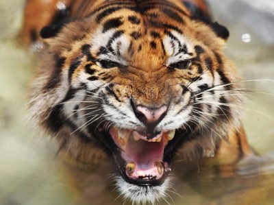 Petaka gegara Nekat Masuk Kandang Harimau