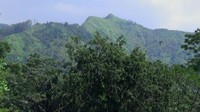 Pemandangan kawasan hutan jadi membuat mata kembali sejuk. Ini belum seberapa, lepas dari Kecamatan Bantarbolang, pemudik baik kendaraan pribadi maupun pemotor akan terkesima dengan pemandangan yang indah. (Robby Bernardi/detikcom)