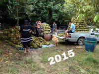 Kenalan Sama Jubjib, Pemanen Durian Paling Cute Sedunia