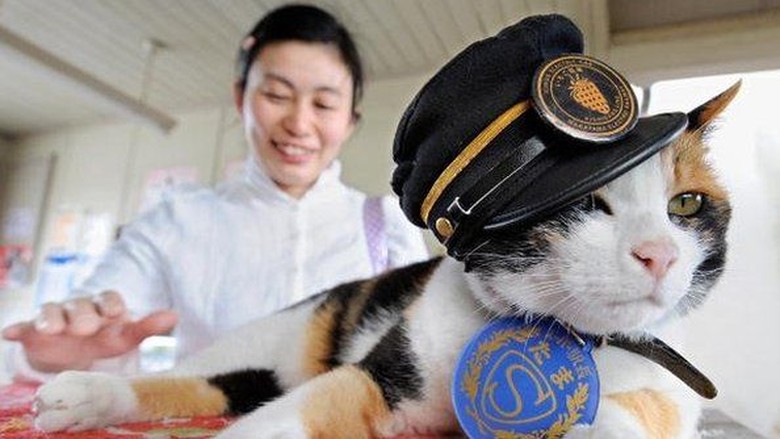 Saat Seekor Kucing Jadi Kepala Stasiun Kereta Api di Jepang Saat Seekor Kucing Jadi Kepala Stasiun Kereta Api di Jepang