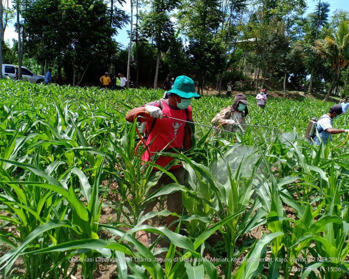 Foto: Dok. Kementan Foto: Dok. Kementan