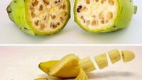 Mirip pisang batu, inilah bentuk pisang zaman dulu. Pisang ini sudah dinikmati 10.000 tahun lalu oleh masyarakat di Asia Tenggara dan Papua Nugini. Pisang modern kini merupakan hibrida Musa acuminata dan Musa balbisiana. Foto: Istimewa