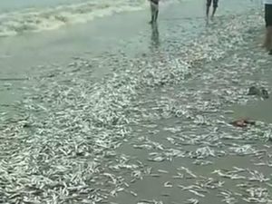 Ratu Kidul, Tsunami, dan Fishing Ground