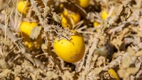 Kalau sekarang terong warnanya ungu, ternyata dulunya kuning. Terong pertama ditanam di China dan memiliki duri. Foto: Istimewa