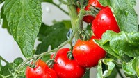 Tomat pertama di dunia begitu kecil dan mirip buah berry cokelat. Asalnya dari Amerika Selatan. Sementara di Eropa, tomat sempat dikenal sebagai tanaman beracun. Foto: Istimewa