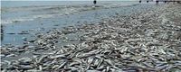Teka-teki Ikan Mati Massal di Pantai Banda Aceh - detikTravel