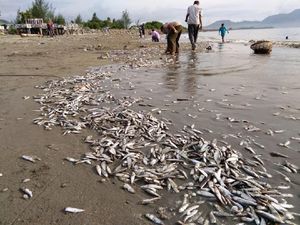 Teka-teki Ikan Mati Massal di Pantai Banda Aceh