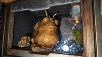 Pengunjung juga dapat menemukan Critters, makhluk unik di film Star Wars.