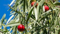 Siapa sangka peach dulunya lebih mirip buah cherry. Ukurannya kecil tak seperti sekarang yang lebih besar. Peach konon muncul pertama kali di China pada 4.000 tahun Sebelum Masehi. Foto: Istimewa