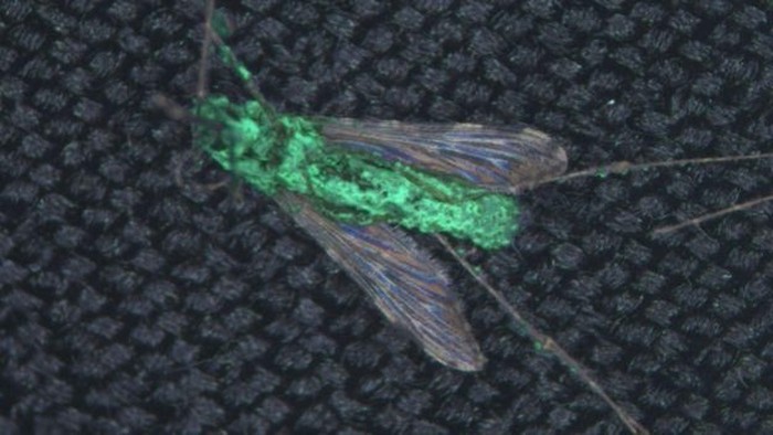 Nyamuk Anopheles yang terinfeksi Metarhizium ditandai dengan warna hijau. (Foto: BBC/Brian Lovett) Nyamuk Anopheles yang terinfeksi Metarhizium ditandai dengan warna hijau. (Foto: BBC/Brian Lovett)