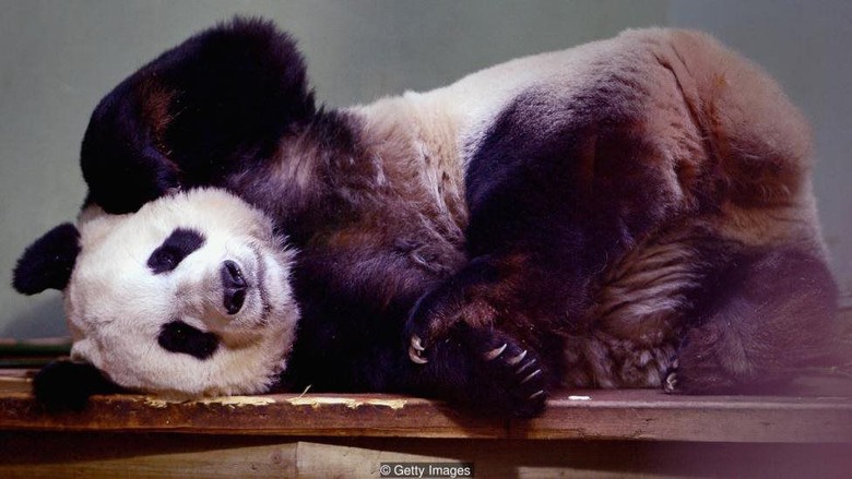 Alasan Mengapa China Pinjamkan Panda ke Kebun Binatang di Seluruh Dunia Alasan Mengapa China Pinjamkan Panda ke Kebun Binatang di Seluruh Dunia