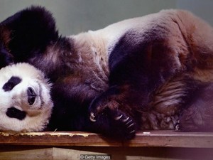 Alasan Mengapa China Pinjamkan Panda ke Kebun Binatang di Seluruh Dunia