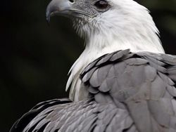 Mengenang Bu Ani dan Kamera Andalannya