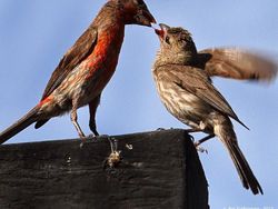 Mengenang Bu Ani dan Kamera Andalannya