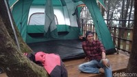 Kenapa terpikir membuat tempat kemping di atas pohon, karena (pohon) Cemara di wisata Gua Lawa termasuk cemara langka. Cemara bercabang, hanya ada di sini (Arbi Anugrah/detikcom)  