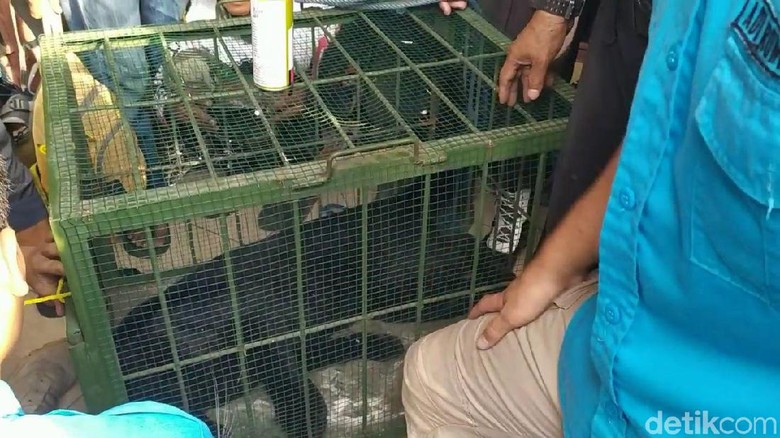 Terkam Warga, Macan Kumbang di Subang Dievakuasi dengan Tembak Bius Terkam Warga, Macan Kumbang di Subang Dievakuasi dengan Tembak Bius