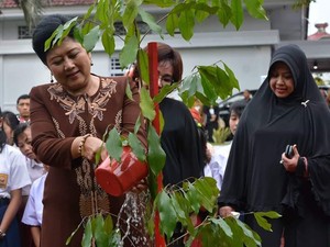 Pohon Bilalang Jadi Kenangan Indah Warga Parepare untuk Ani Yudhoyono