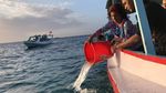 Susi Lepas 37.000 Benih Lobster yang Gagal Diselundupkan