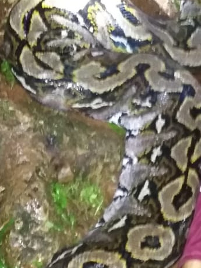Lokasi Wanita Tewas Dililit Piton di Sultra Banyak Gua Sarang Ular Lokasi Wanita Tewas Dililit Piton di Sultra Banyak Gua Sarang Ular