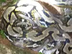 Ular yang Lilit Wanita hingga Tewas di Sultra Panjangnya 7 Meter
