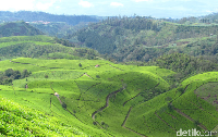 Kebun Teh Kaligua (Imam Suripto/detikcom)