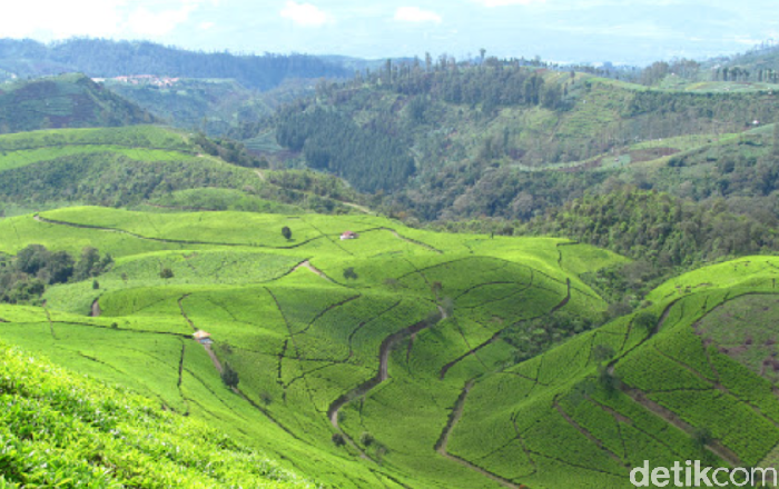 Agrowisata Kebun Teh Kaligua