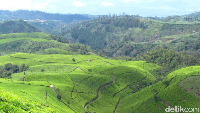 Agrowisata Kebun Teh Kaligua peninggalan Belanda yang masih ada hingga kini. Kini dikelola PTPN IX, memiliki ketinggian bervariasi antara 1.500 mdpl sampai 2.050 mdpl dan bersuhu antara empat sampai 20 derajat celcius (Imam Suripto/detikcom)