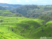 Rute Menuju Kebun Teh Kaligua: Daya Tarik, HTM, dan Jam Buka