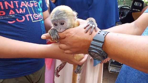 Lutung yang sempat dibuang