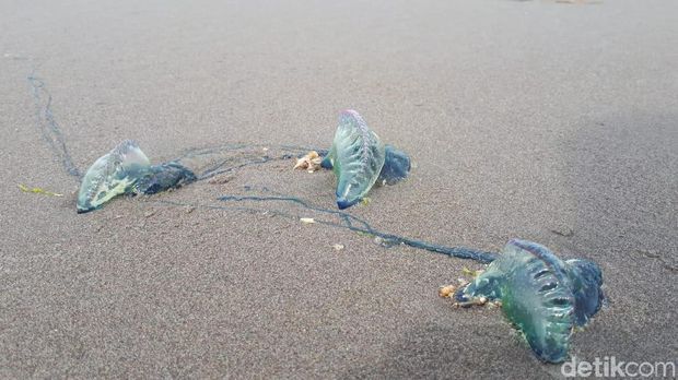 Puluhan Wisatawan di Pantai Parangtritis Yogya Disengat Ubur-ubur