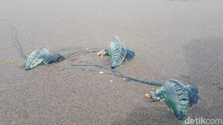 Ubur-ubur Bluebottle Serang Nelayan di Sumbar, Warga Diminta Waspada Ubur-ubur Bluebottle Serang Nelayan di Sumbar, Warga Diminta Waspada