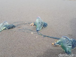 Ubur-ubur Bluebottle Serang Nelayan di Sumbar, Warga Diminta Waspada