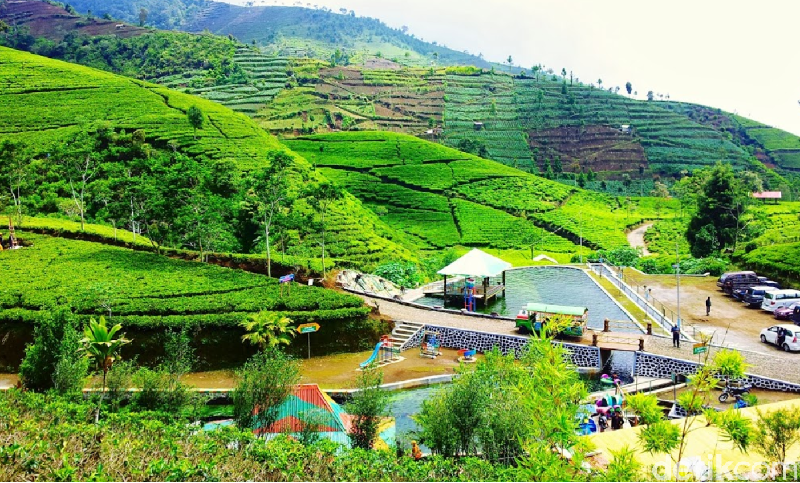 Agrowisata Kebun Teh Kaligua