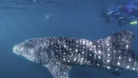 Ningaloo Whale Shark Festival digelar setiap Mei di Exmouth. Ini adalah acara tahunan untuk merayakan migrasi hiu paus tahunan (Tourism Western Australia)  