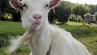 Duh, kambing aja udah bersiap diri nih buat dijadiin bahan pembuatan rendang. Begini kira-kira unggahan terakhirnya kalau udah punya medsos. Foto: AvatarQurban