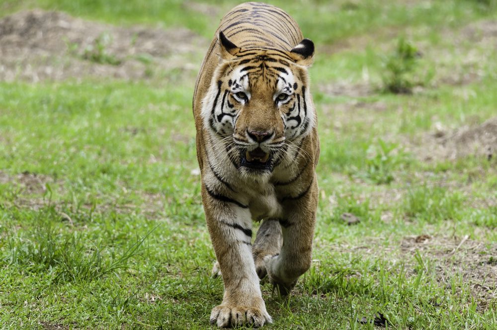 Harimau Benggala