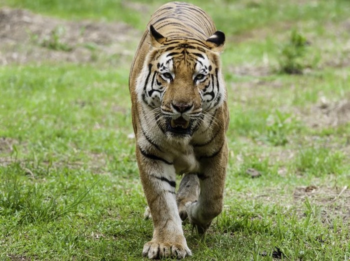 Harimau Benggala
