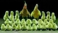 Ayam-ayam yang dibuat opor. Sebelum lebaran berfoto dulu. Wah, lucu juga ya. Foto: Istimewa