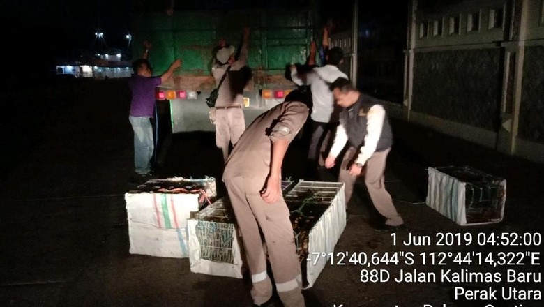 Penyelundupan 700 Ekor Burung dari Makassar ke Surabaya Digagalkan Penyelundupan 700 Ekor Burung dari Makassar ke Surabaya Digagalkan