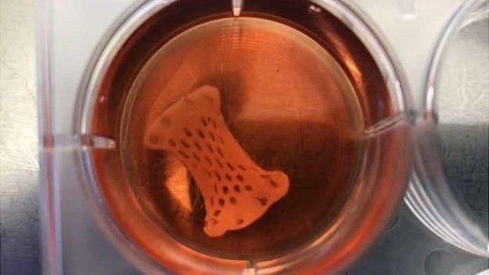 Plester jantung ini akan segera menjalani uji klinis. (Foto: BBC) Plester jantung ini akan segera menjalani uji klinis. (Foto: BBC)