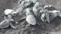 Setelah dilatih mencari air, ratusan tukik itu kemudian dibawa ke pinggir pantai.