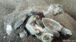 Pelepasan Ratusan Tukik di Pantai Marina Boom Banyuwangi