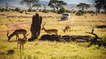 Land Rover Defender Diuji Sampai ke Afrika